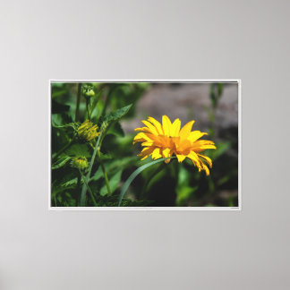 Golden hour glow on a bright bloom Print
