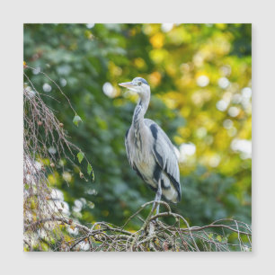 Golden Hour Grey Heron