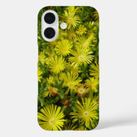 Golden Ice Plant Yellow Flowers