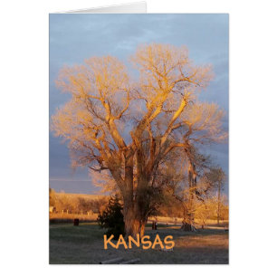 Golden Kansas State Tree - Cottonwood