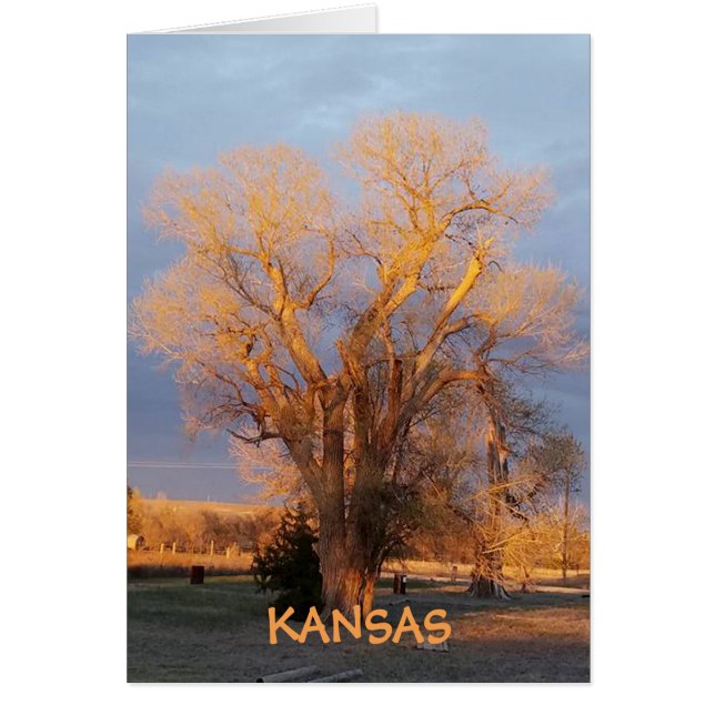 Golden Kansas State Tree - Cottonwood (Devant)