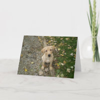 Golden Lab Puppy