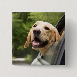 Golden Labrador In Rearview Mirror 2 Inch Square Button