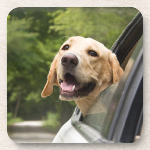 Golden Labrador In Rearview Mirror Coaster