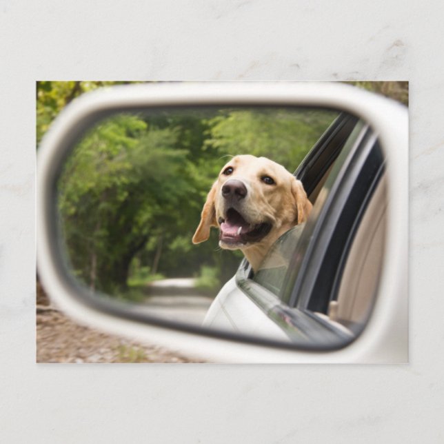 Golden Labrador In Rearview Mirror Postcard (Front)