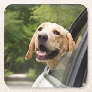 Golden Labrador In Rearview Mirror Square Paper Coaster