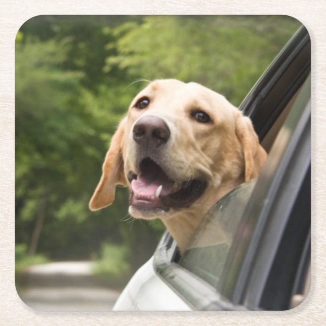 Golden Labrador In Rearview Mirror Square Paper Coaster (Front)