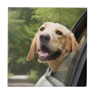 Golden Labrador In Rearview Mirror Tile