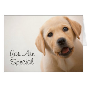Golden Labrador Puppy