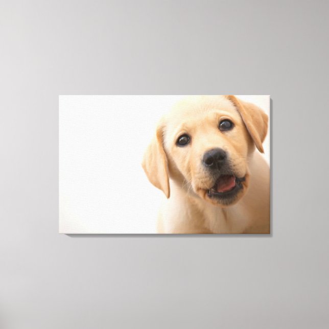 Golden Labrador Puppy Canvas Print (Front)