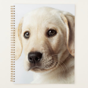 Golden Labrador Puppy Closeup