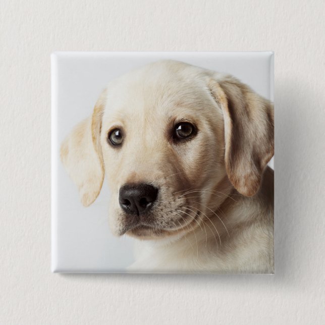 Golden Labrador Puppy Closeup 2 Inch Square Button (Front)