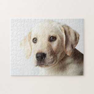 Golden Labrador Puppy Closeup Jigsaw Puzzle