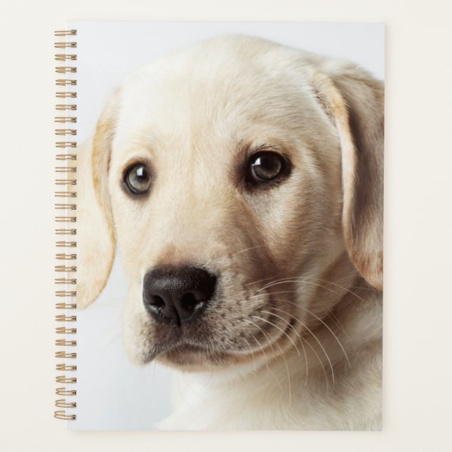 Golden Labrador Puppy Closeup Planner (Front)