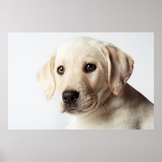 Golden Labrador Puppy Closeup Poster (Front)