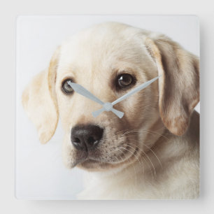 Golden Labrador Puppy Closeup Square Wall Clock