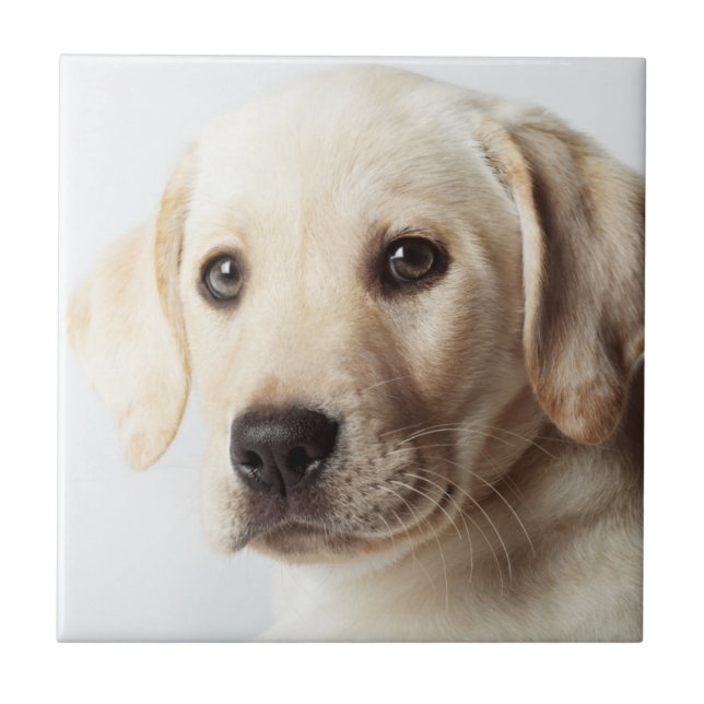 Golden Labrador Puppy Closeup Tile (Front)