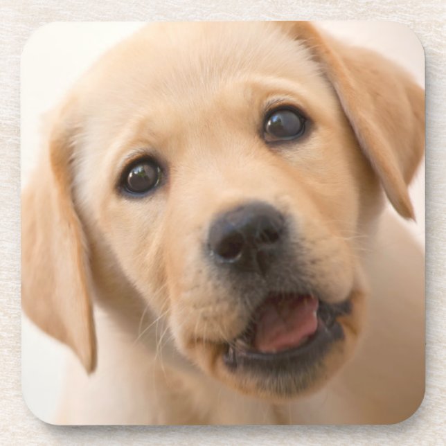 Golden Labrador Puppy Coaster (Front)