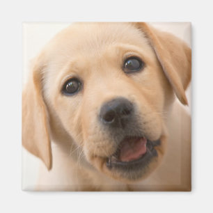 Golden Labrador Puppy Magnet