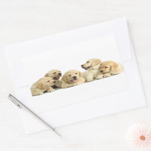 Golden Labrador Puppy Pile Sticker