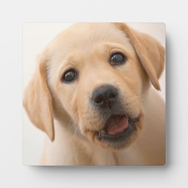 Golden Labrador Puppy Plaque (Front)