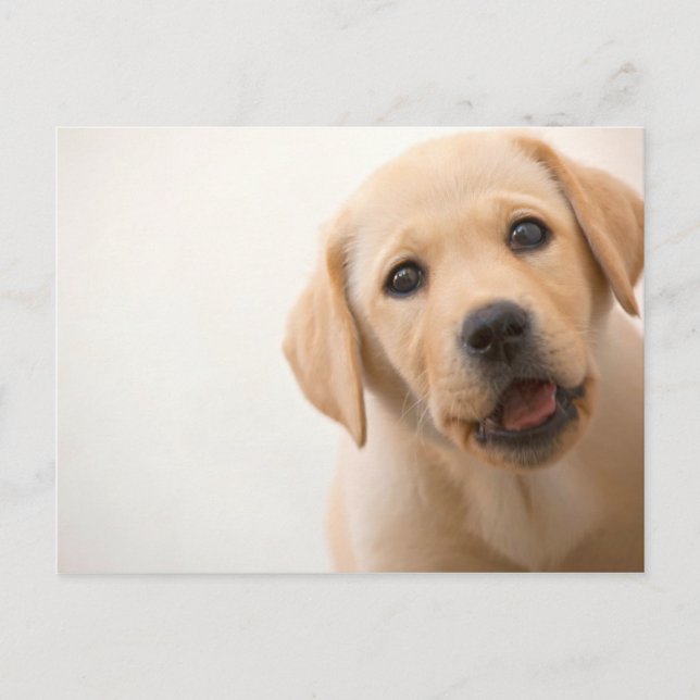 Golden Labrador Puppy Postcard (Front)