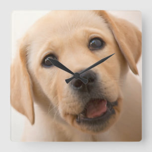 Golden Labrador Puppy Square Wall Clock