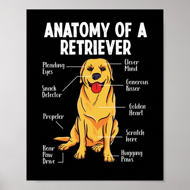 Golden Labrador Retriever Anatomy of A Retriever Poster (Front)