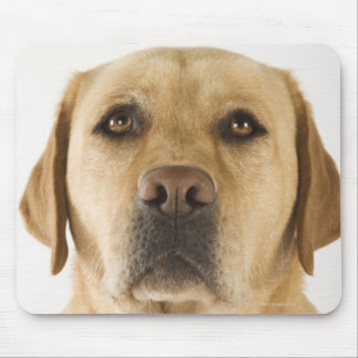 Golden Labrador Retriever (Canis familiaris). Mouse Pad