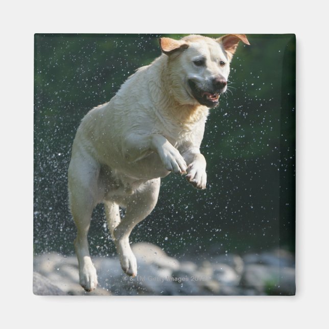 Golden Labrador Retriever jumping into river Magnet (Front)