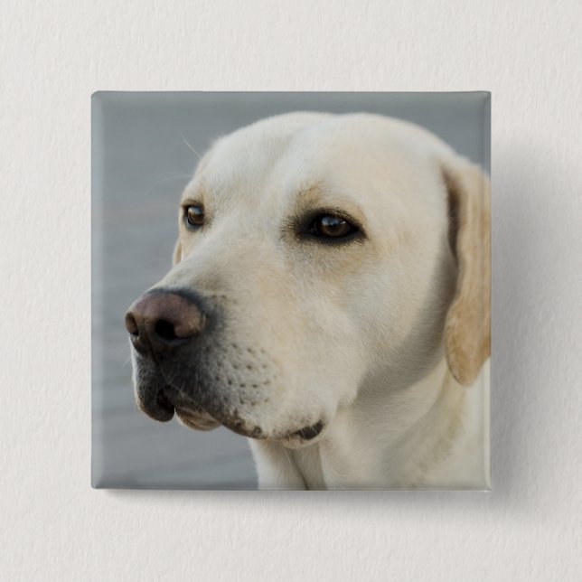 Golden Labrador Retriever Photograph 2 Inch Square Button (Front)