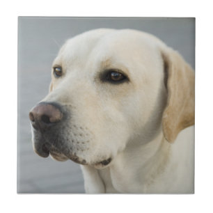 Golden Labrador Retriever Photograph Tile