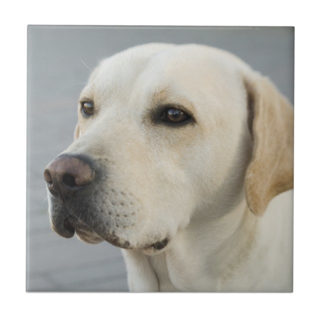 Golden Labrador Retriever Photograph Tile (Front)