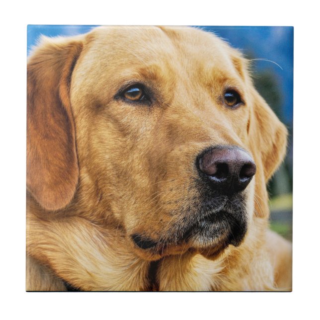 Golden Labrador Retriever Tile (Front)