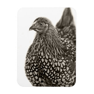 Golden Laced Wyandotte Chicken Magnet