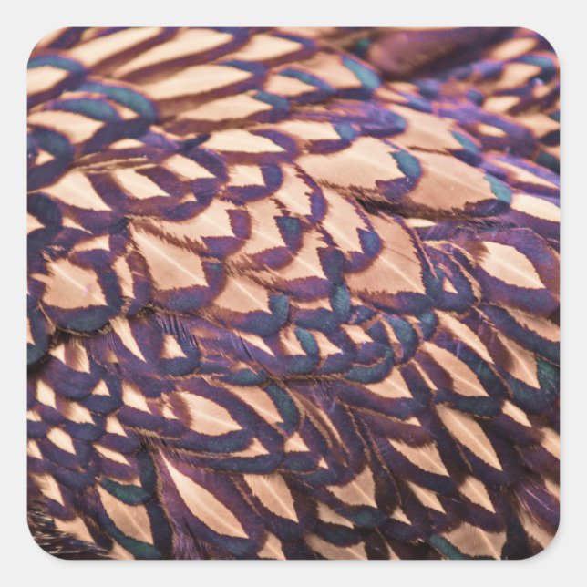 Golden Laced Wyandotte Chicken Square Sticker (Front)