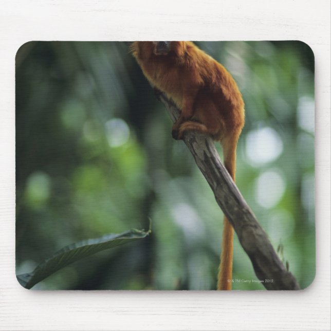 Golden lion tamarin (Leontopithecus rosalia) Mouse Pad (Front)
