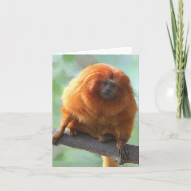 Golden-Lion Tamarin Note Cards (Front)
