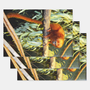 Golden Lion Tamarin Observing, Gift Wrap Sheets