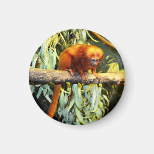 Golden Lion Tamarin Observing, Magnet
