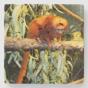 Golden Lion Tamarin Observing, Stone Coaster