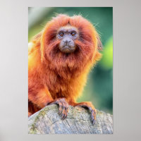 Golden Lion Tamarin perched on log close up