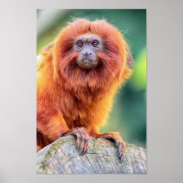 Golden Lion Tamarin perched on log close up Poster (Front)