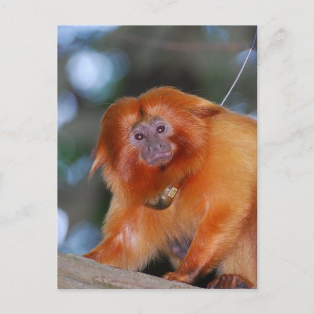Golden Lion Tamarin Postcard (Front)