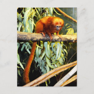 Golden Lion Tamarin Whats Up, Carte Postale