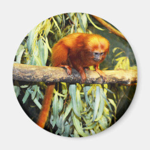 Golden Lion Tamarin Whats Up, Magnet