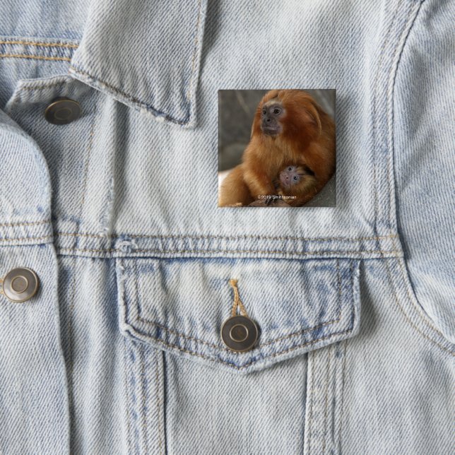 Golden Lion Tamarin with Baby 2 Inch Square Button (In Situ)