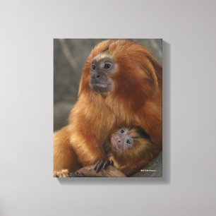 Golden Lion Tamarin with Baby Canvas Print