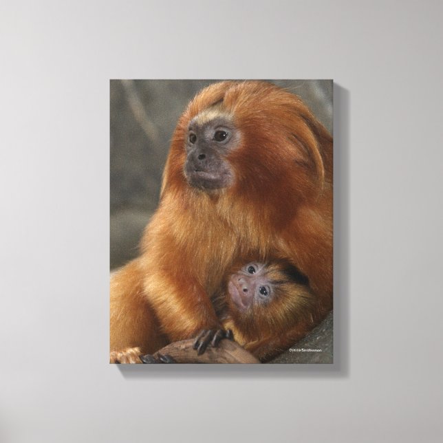 Golden Lion Tamarin with Baby Canvas Print (Front)