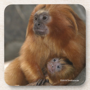 Golden Lion Tamarin with Baby Coaster